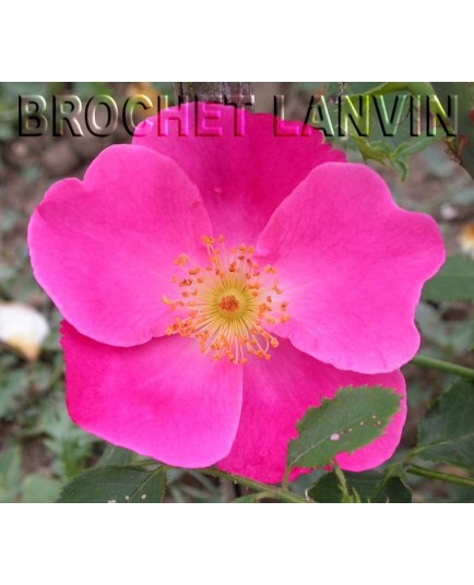 Rosa 'Vanity' - Rosaceae - Rosier