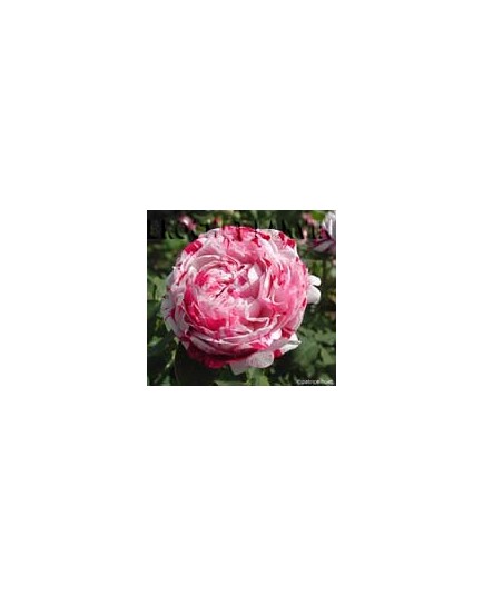 Rosa 'Variegata di Bologna' - Rosaceae - Rosier