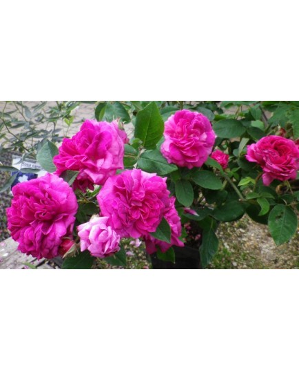 Rosa 'Velours Pourpre' - Rosaceae - Rosier