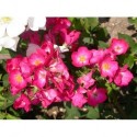 Rosa 'Vif Eclat' - Rosaceae - Rosier