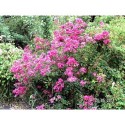 Rosa 'Vif Eclat' - Rosaceae - Rosier