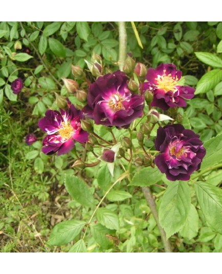 Rosa 'Violette' - Rosaceae - Rosier