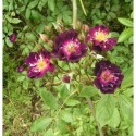 Rosa 'Violette' - Rosaceae - Rosier