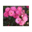 Rosa 'Walferdange' - Rosaceae - rosier