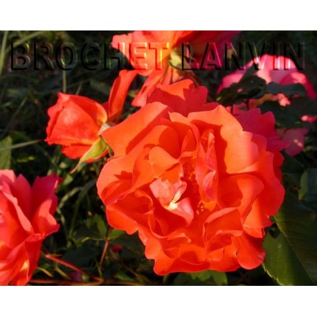 Rosa 'Westerland' - Rosaceae - Rosier