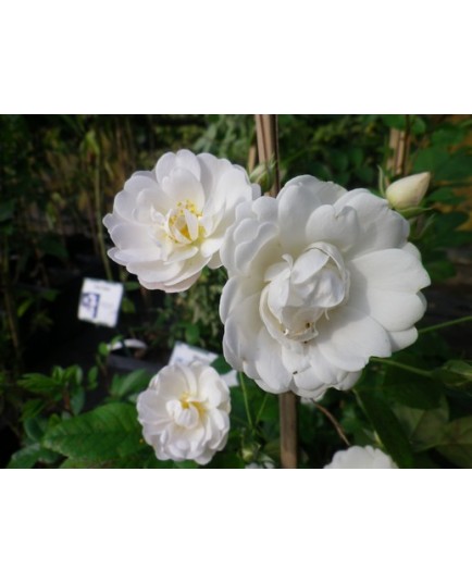 Rosa 'White Flight cl' - Rosaceae - Rosier