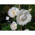 Rosa 'White Flight cl' - Rosaceae - Rosier