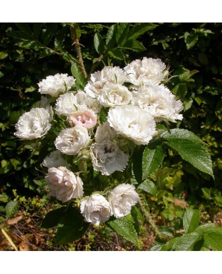 Rosa 'White Grootendorst' - Rosaceae - Rosier