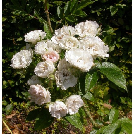 Rosa 'White Grootendorst' - Rosaceae - Rosier
