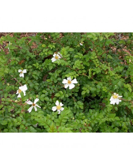 Rosa 'White Spray' - Rosaceae - rosier couvre sol