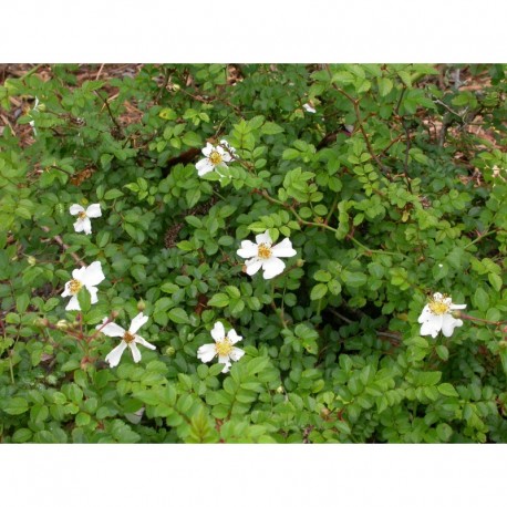 Rosa 'White Spray' - Rosaceae - rosier couvre sol