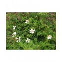 Rosa 'White Spray' - Rosaceae - rosier couvre sol