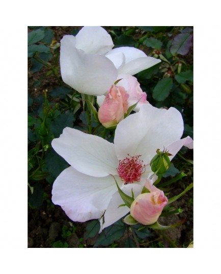 Rosa 'White Wings' - Rosaceae - Rosier