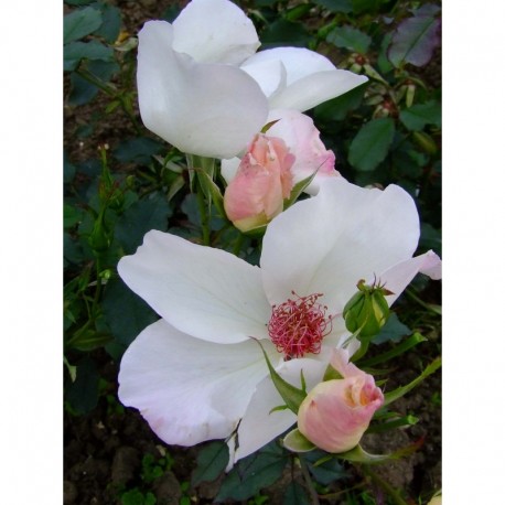 Rosa 'White Wings' - Rosaceae - Rosier