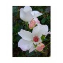 Rosa 'White Wings' - Rosaceae - Rosier