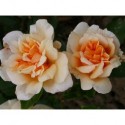 Rosa 'William Alllen Richardson' - Rosaceae - Rosa