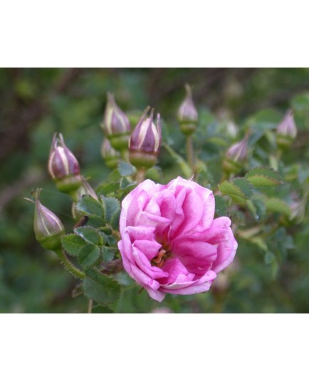 Rosa 'William III' - Rosaceae - Rosier