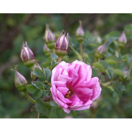 Rosa 'William III' - Rosaceae - Rosier