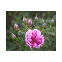 Rosa 'William III' - Rosaceae - Rosier