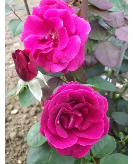 Rosa 'Cave de Tain' - Rosaceae - Rosier