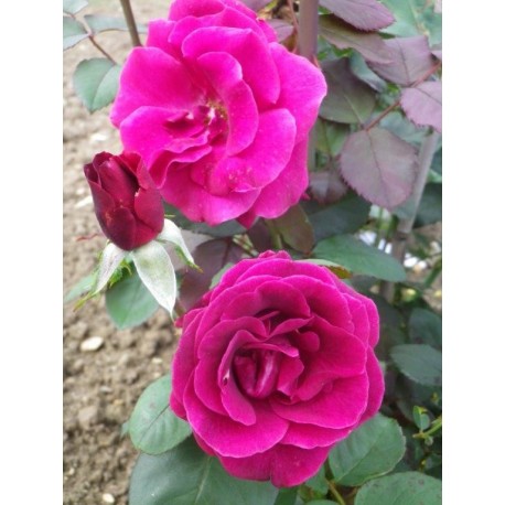 Rosa 'Cave de Tain' - Rosaceae - Rosier