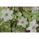 Clematis cartmanii x 'Avalanche'®