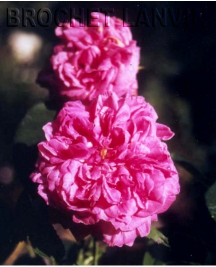 Rosa 'Yolande d'Aragon' - Rosaceae - Rosier