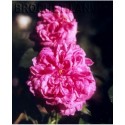 Rosa 'Yolande d'Aragon' - Rosaceae - Rosier