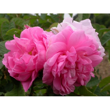 Rosa 'York and Lancaster' - Rosaceae - Rosier