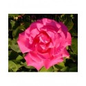 Rosa 'Zephirine Drouhin' - Rosaceae - Rosier