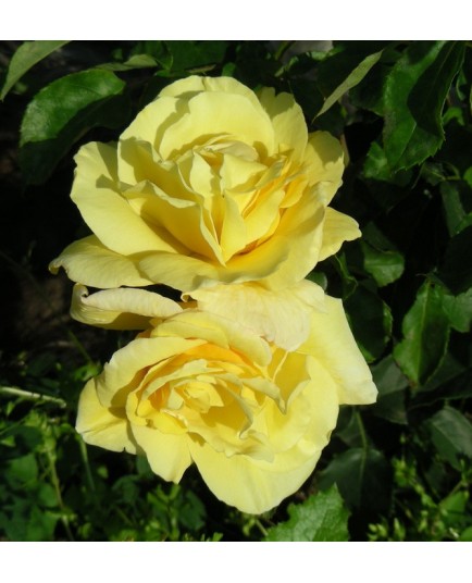 Rosa 'Zitronenfalter' - Rosaceae - Rosier