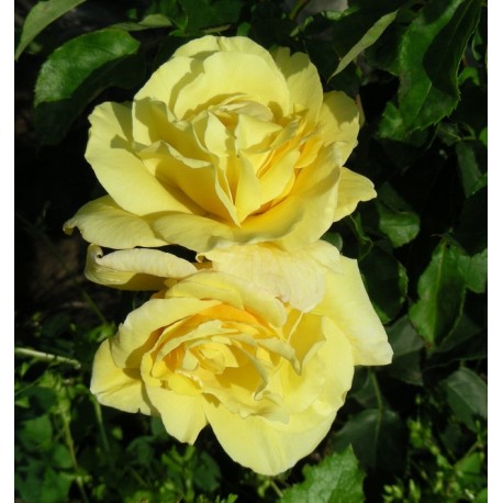 Rosa 'Zitronenfalter' - Rosaceae - Rosier