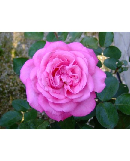 Rosa 'Eliza' - Rosaceae - Rosier