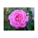 Rosa 'Eliza' - Rosaceae - Rosier