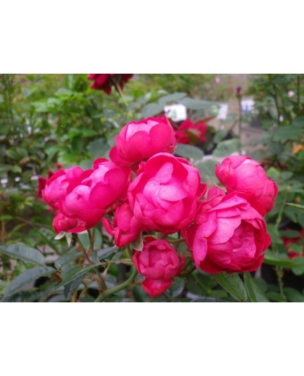 Rosa 'Fêtes des méres' - Rosaceae - Rosier