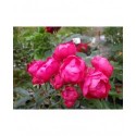 Rosa 'Fêtes des méres' - Rosaceae - Rosier