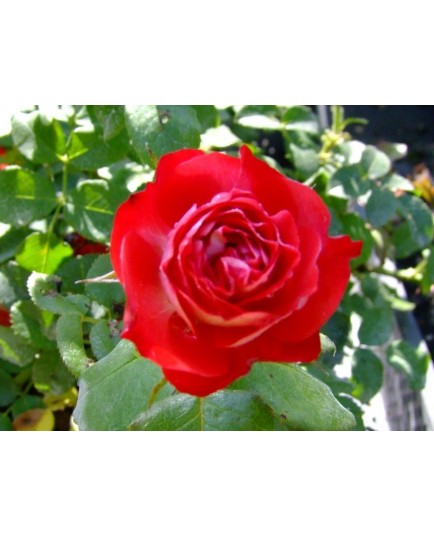 Rosa 'Planten un Blomen' - Rosaceae - Rosier