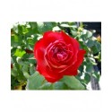 Rosa 'Planten un Blomen' - Rosaceae - Rosier