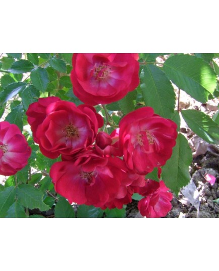 Rosa 'Rouge de Lens' - Rosaceae - Rosier