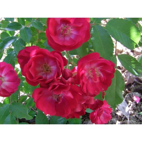 Rosa 'Rouge de Lens' - Rosaceae - Rosier