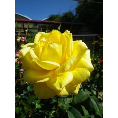 Rosa 'Nicolas Hulot' - Rosaceae - Rosier