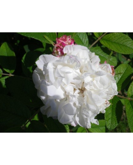 Rosa 'Louise Bugnet' - Rosaceae - Rosier