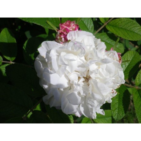 Rosa 'Louise Bugnet' - Rosaceae - Rosier