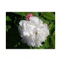 Rosa 'Louise Bugnet' - Rosaceae - Rosier