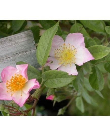 Rosa 'Pearl' - Rosaceae – Rosier