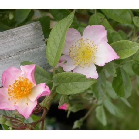 Rosa 'Pearl' - Rosaceae – Rosier