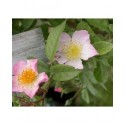 Rosa 'Pearl' - Rosaceae – Rosier