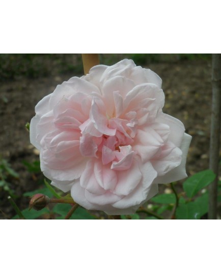 Rosa 'Hume's Blush Tea-scented China' - Rosaceae - Rosier