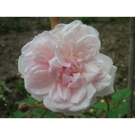 Rosa 'Hume's Blush Tea-scented China' - Rosaceae - Rosier