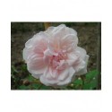 Rosa 'Hume's Blush Tea-scented China' - Rosaceae - Rosier